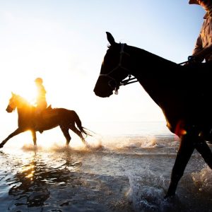 Horse riding trip