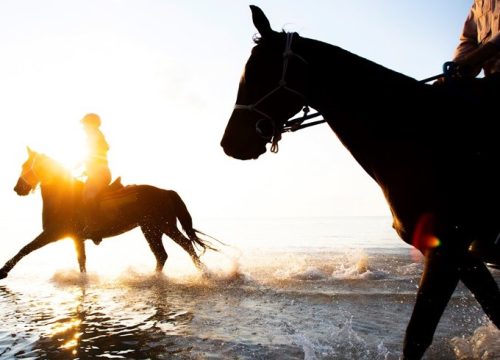 Horse riding trip